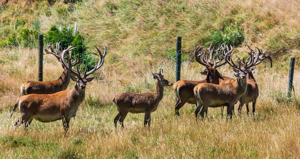 New Zealand Deer Farming — Stock Photo © rghenry 99938010
