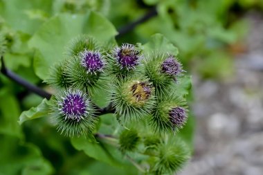 Büyük Masterwort 'un çiçekleri ve yaprakları, Astrantia major, yazın, Bavyera, Almanya, Avrupa