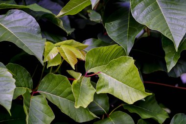 İlaç bitkisinin yaprakları (çok zehirli) zehirli sumac, Rhus toxicodendron, yazın, Bavyera, Almanya