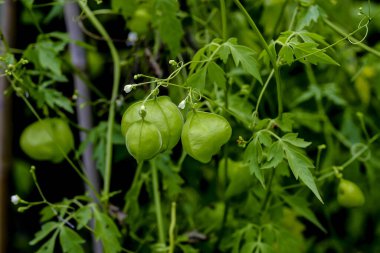 Lale kavak veya sarı kavak veya lale ağacı, Liriodendron tulipiferası, tipik lale şekilli yapraklar, Bavyera, Almanya, Avrupa