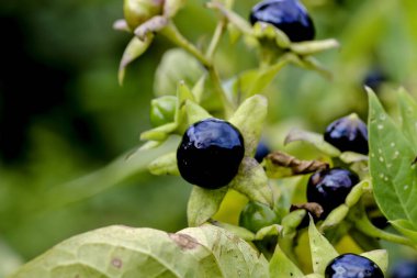 Lale kavak veya sarı kavak veya lale ağacı, Liriodendron tulipiferası, tipik lale şekilli yapraklar, Bavyera, Almanya, Avrupa