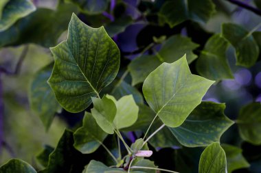 Lale kavak veya sarı kavak veya lale ağacı, Liriodendron tulipiferası, tipik lale şekilli yapraklar, Bavyera, Almanya, Avrupa