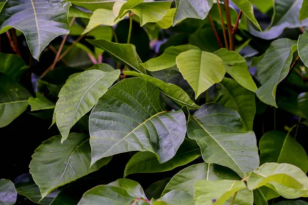 Bladeren Van Geneeskrachtige Plant Zeer Giftig Vergiftig Sumac Rhus Toxicodendron — Stockfoto