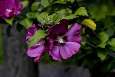 Sharon Gülü Çiçeği - Hibiscus Syriacus - Yazın, Almanya, Europ