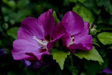 Sharon Gülü Çiçeği - Hibiscus Syriacus - Yazın, Almanya, Europ