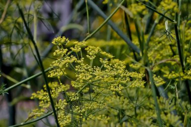 Foeniculum vulgare - Bavyera, Almanya, Avrupa