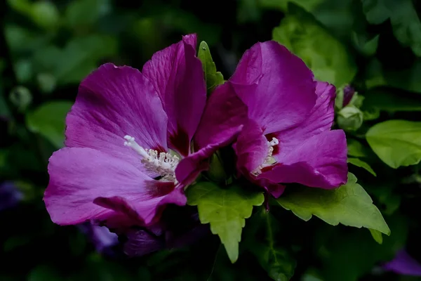 Λουλούδι Του Τριαντάφυλλου Της Sharon Hibiscus Syriacus Καλοκαίρι Γερμανία Ευρώπη — Φωτογραφία Αρχείου