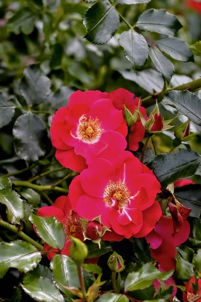 Flor Uma Rosa Escalada Chamada Rotfassade Rosaceae Verão Alemanha Europa — Fotografia de Stock