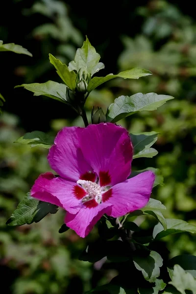 Floarea Trandafirului Din Sharon Hibiscus Syriacus Vara Germania Europ — Fotografie, imagine de stoc