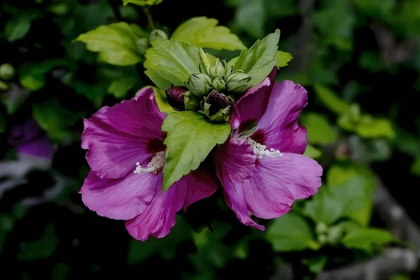 Flor Rosa Sharon Hibiscus Syriacus Verano Alemania Europ — Foto de Stock