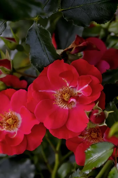Flor Uma Rosa Escalada Chamada Rotfassade Rosaceae Verão Alemanha Europa — Fotografia de Stock