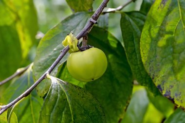 Çin hurmasının olgunlaşmamış meyveleri, Doğu hurması, Kaki ağacı - Diospyros kaki - Yazın, Bavyera, Almanya