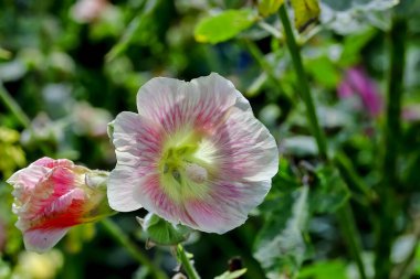 Flower of the Hollyhock - Alcea rosea - in the summer, Bavaria, Germany clipart