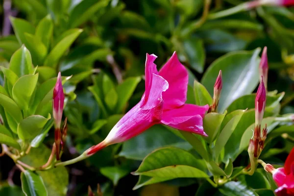 Flor Jasmim Brasileiro Dipladenia Mandevilla Sanderi Verão Alemanha — Fotografia de Stock