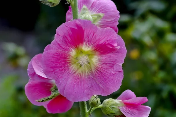 Λουλούδι Του Hollyhock Alcea Rosea Καλοκαίρι Βαυαρία Γερμανία — Φωτογραφία Αρχείου