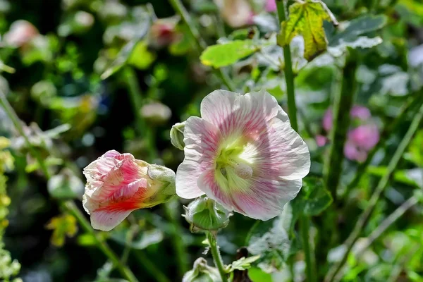 Λουλούδι Του Hollyhock Alcea Rosea Καλοκαίρι Βαυαρία Γερμανία — Φωτογραφία Αρχείου