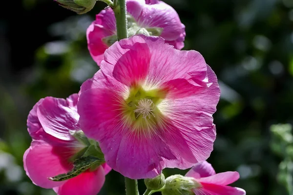 Λουλούδι Του Hollyhock Alcea Rosea Καλοκαίρι Βαυαρία Γερμανία — Φωτογραφία Αρχείου