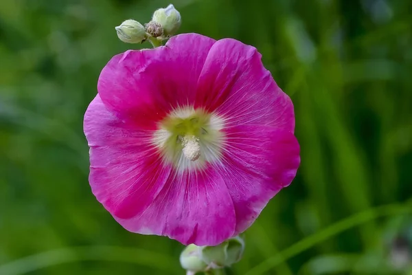 Квітка Голліхок Алча Росі Влітку Баварія Німеччина — стокове фото