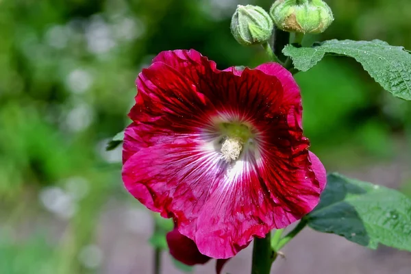 Λουλούδι Του Hollyhock Alcea Rosea Καλοκαίρι Βαυαρία Γερμανία — Φωτογραφία Αρχείου