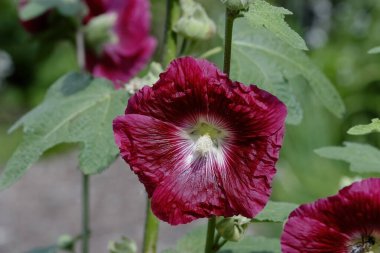 Wine red, dark red flower of the Hollyhock - Alcea rosea - in the summer