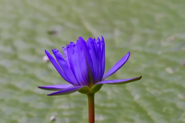 Baghdad Water Lily Blue Flower Water Lily Pond Nymphaea Hybrid — ストック写真