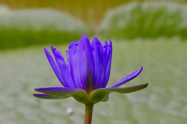 Baghdad Water Lily Blue Flower Water Lily Pond Nymphaea Hybrid — ストック写真