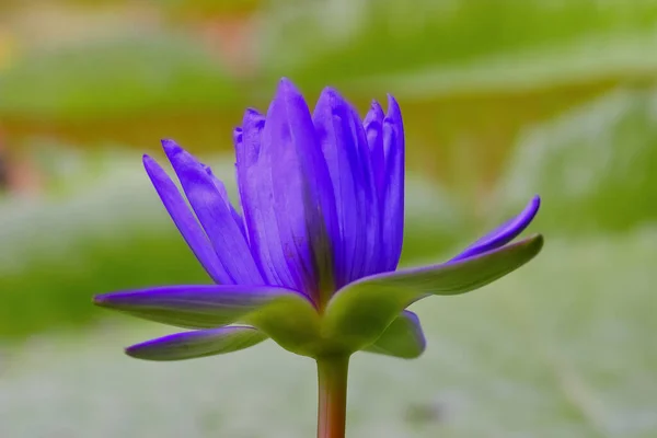 Bagdá Lírio Água Flor Azul Lagoa Lírio Água Híbrido Nymphaea — Fotografia de Stock