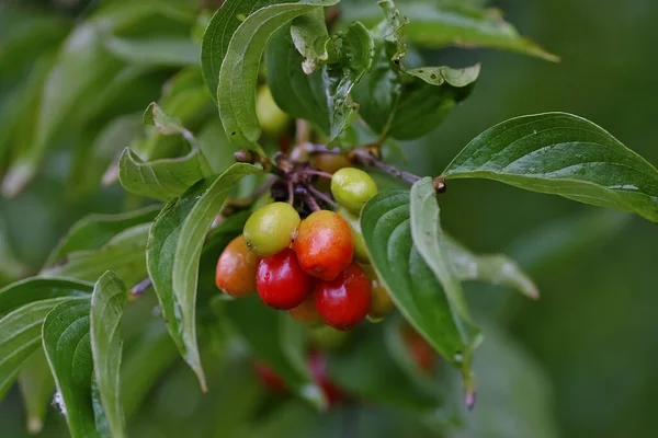 Ripe Unripe Fruits Cornelian Cherry Cornel Cherry Branch Cornel Tree — Stock Photo, Image