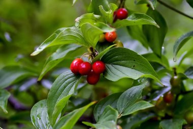 Olgun ve olgunlaşmamış Cornelian kirazı ya da Cornel kirazı, yapraklı ve meyveli bir Cornel ağacının dalı, Cornus mas