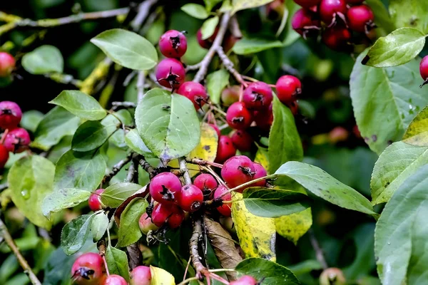 Röda Frukter Ett Grabapple Som Heter John Downie Malus Pumila — Stockfoto