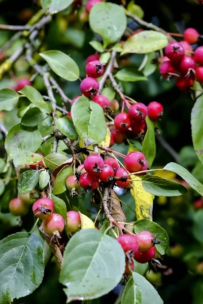 Red Fruits Grabapple Named John Downie Malus Pumila Ripe Branches — Stock Photo, Image