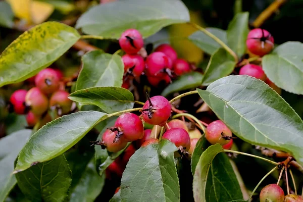 Red Fruits Grabapple Named John Downie Malus Pumila Ripe Branches — Stock Photo, Image