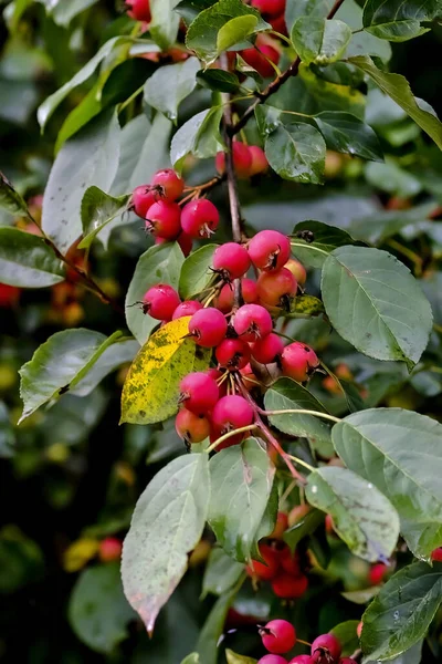 Red Fruits Grabapple Named John Downie Malus Pumila Ripe Branches — Stock Photo, Image