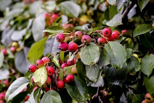 Red Fruits Grabapple Named John Downie Malus Pumila Ripe Branches — Stock Photo, Image