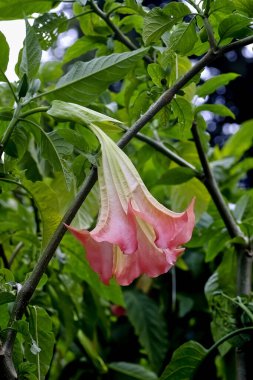 Zehirli meleğin trompetinin pembe çiçeği (Brugmansia), Bavyera, Almanya, Avrupa