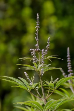 Yaz başında, Bavyera, Almanya ve Avrupa 'da keşiş biberi (Agnus castus) Carduus marianus' un tomurcukları, yaprakları ve sapı