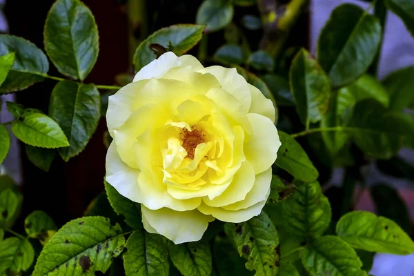 Flor Amarela Uma Rosa Escalada Chamada Goldregen Rosaceae Rosa Rambler — Fotografia de Stock