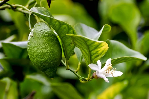 Flower Still Green Fruit Lemon Citrus Limon Rutaceae Bush Early — Stock Photo, Image