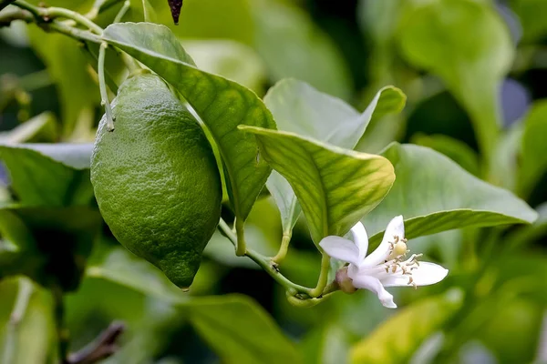 Flower Still Green Fruit Lemon Citrus Limon Rutaceae Bush Early — Stock Photo, Image