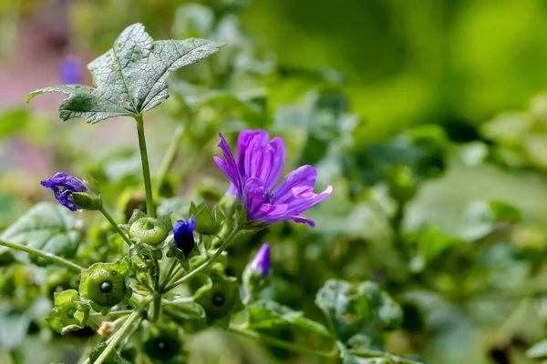 Flor Malva Comum Malva Sylvestris Verão Baviera Alemanha Europa — Fotografia de Stock