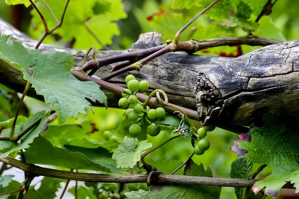 Wijnstok Van Een Witte Druif Vitis Een Oude Knoestige Houten — Stockfoto