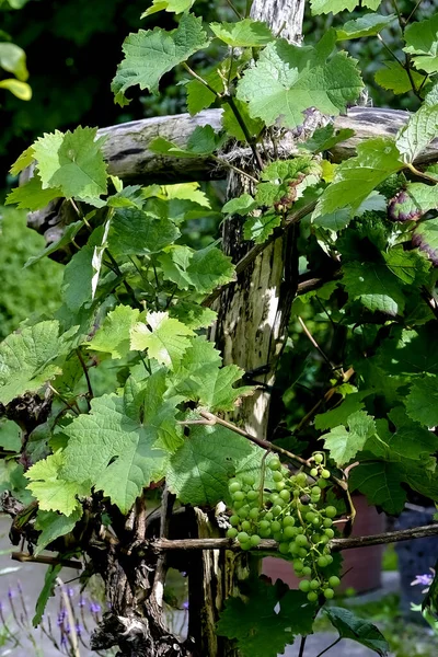 Wino Białego Winogron Vitis Starej Pogniecionej Drewnianej Winorośli Owoce Wczesnym — Zdjęcie stockowe