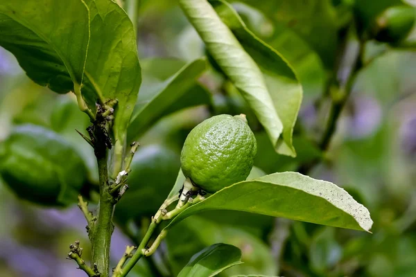 Still Green Fruit Lemon Citrus Limon Rutaceae Bush Early Summer — Stock Photo, Image