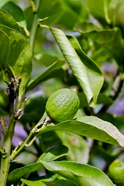 Still Green Fruit Lemon Citrus Limon Rutaceae Bush Early Summer — Stock Photo, Image
