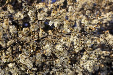 Binlerce beyaz siyah diken (Prunus spinosa) baharda, Bavyera, Almanya ve Avrupa 'da