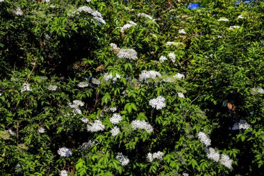 Yaşlı çalısı: İlkbaharın sonlarında düzinelerce yaşlı çileği (Sambucus) çiçeği