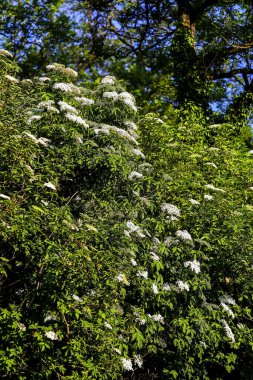Yaşlı çalısı: İlkbaharın sonlarında düzinelerce yaşlı çileği (Sambucus) çiçeği