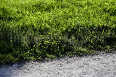 İlkbaharda yeşil çimlerle kaplı çakıl yolunun kenarında.