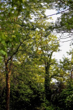 Parktaki çeşitli yaprak döken ağaçların tepeleri, çoğunlukla taze yeşil yapraklarıyla sıradan siyah çekirgeler (Robinia pseudoacia).