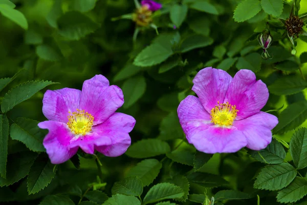 Duas Flores Coloridas Rosa Aberto Arbusto Rosa Rosa Final Primavera — Fotografia de Stock